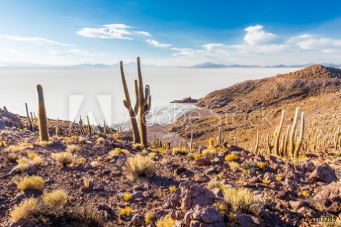 Picture of Huge cactuses Salar De Uyuni islands mountains scenic landscape